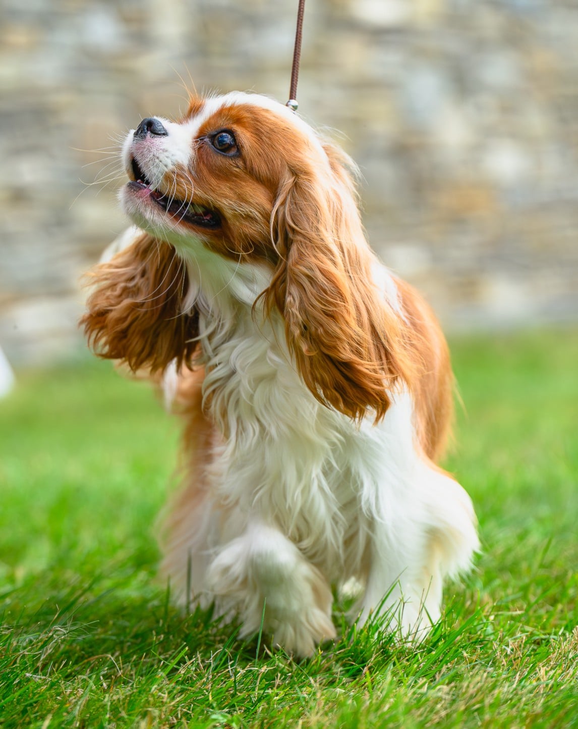 AFRODYTA Kudlaty Towarzysz - Cavalier - suka