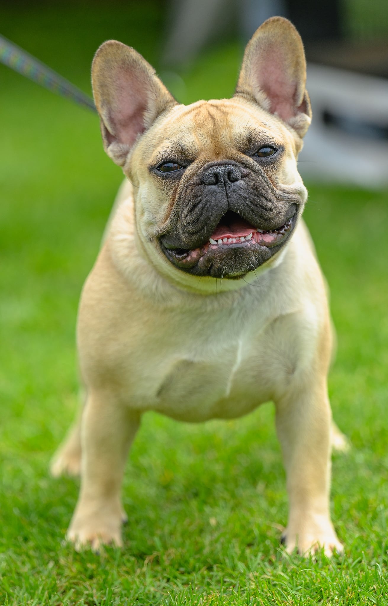 ELZA Caniston - Bulldog - suka
