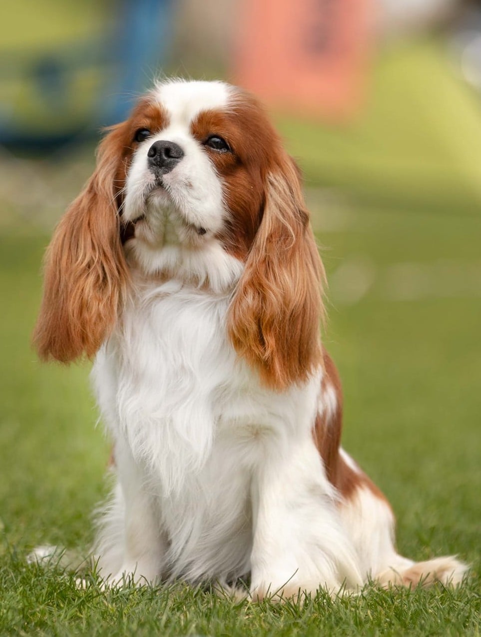 PARADISE Mysliwi Mgiel - Cavalier - pies