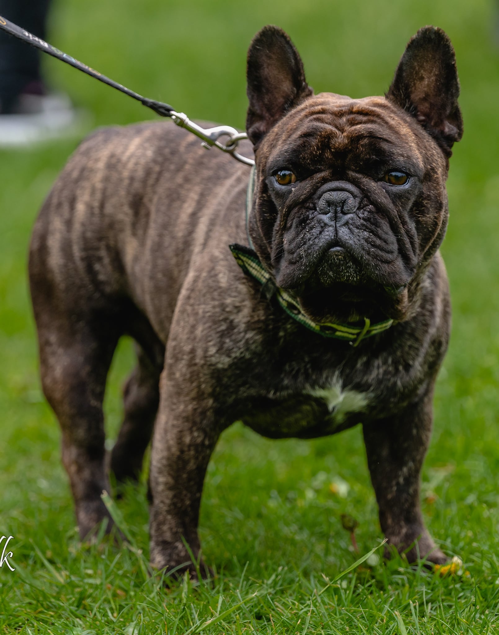 PERPELUT Male Wielkie Marzenia - Bulldog - pies