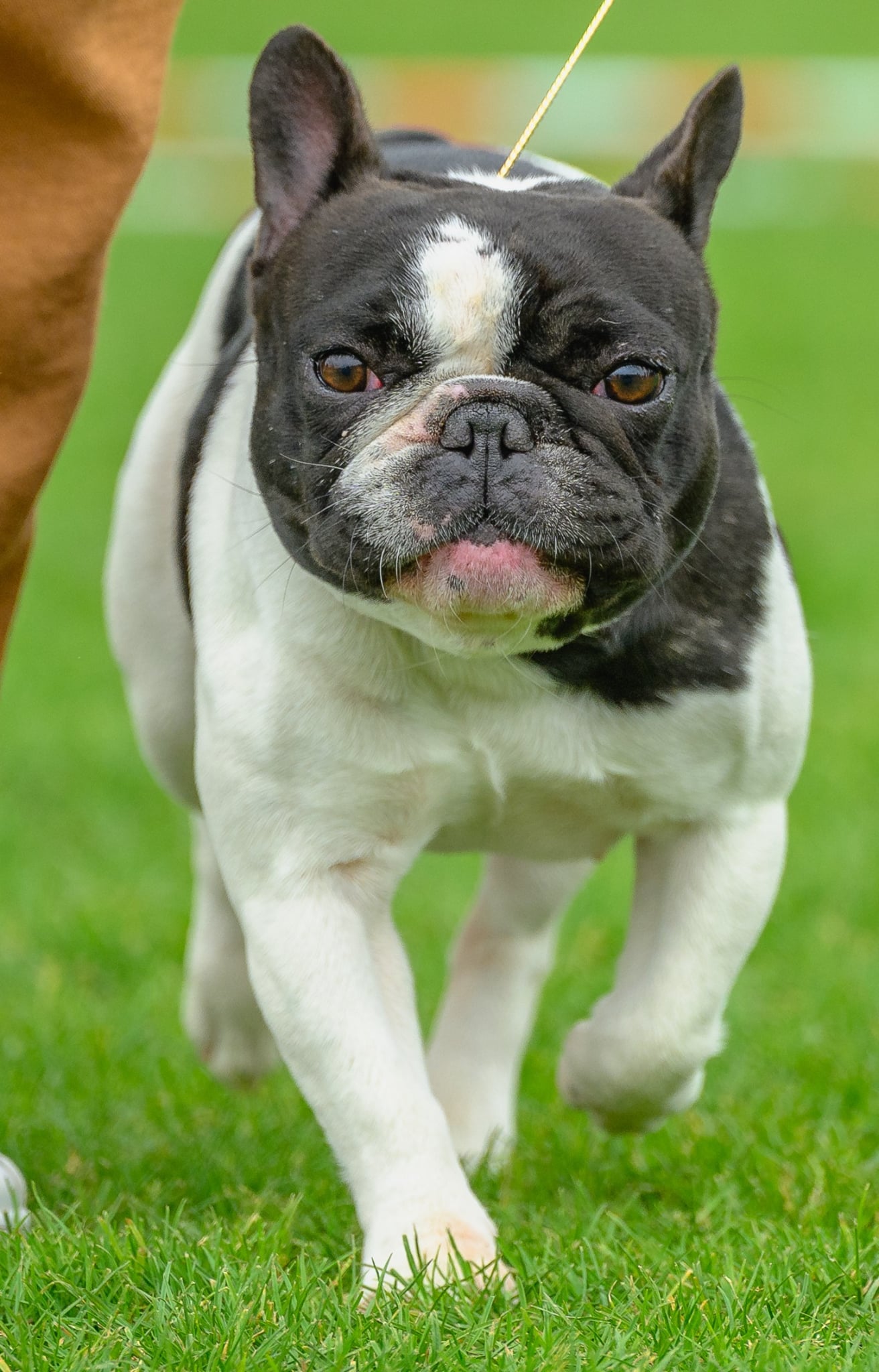 RITA Pink Bellies - Bulldog - suka